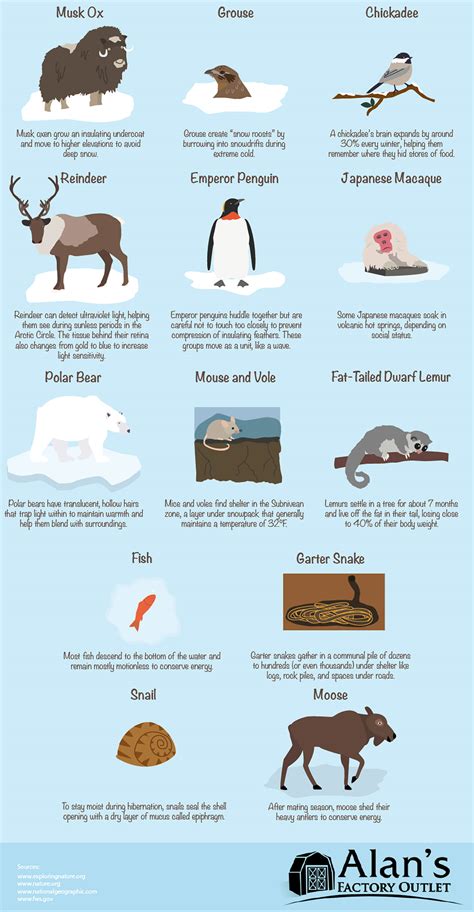 How Cold Can Farm Animals Survive